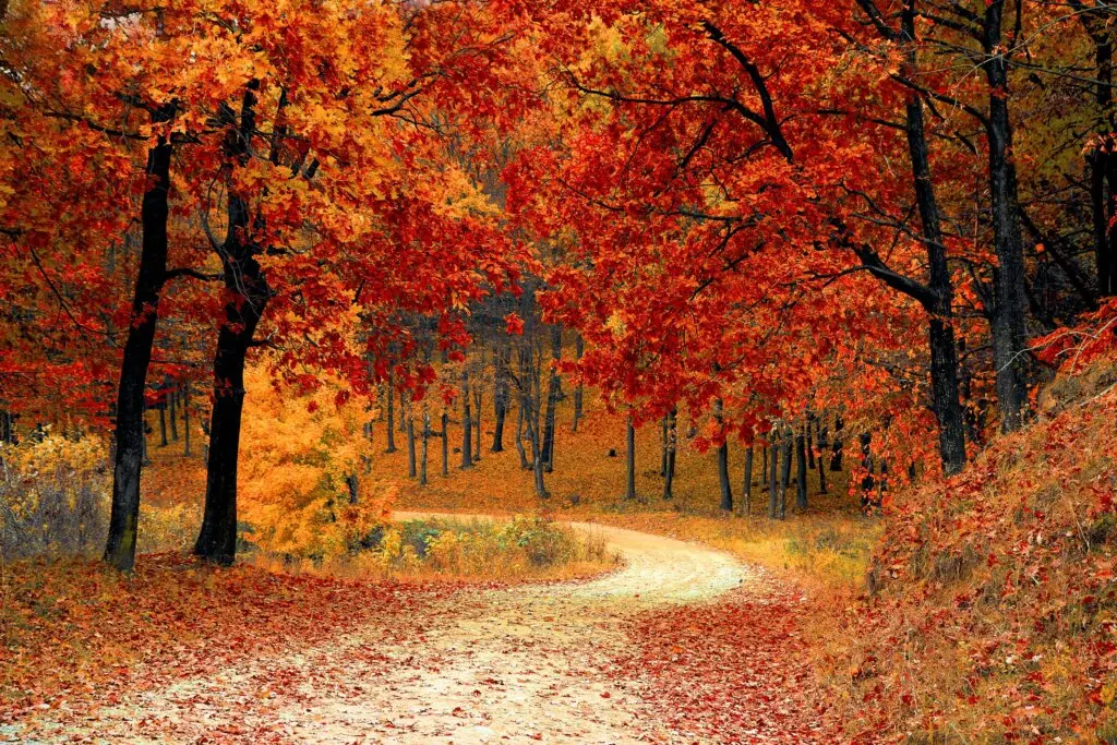 A 2021 Fall Foliage Map: When & Where to See The Leaves Changing This Year