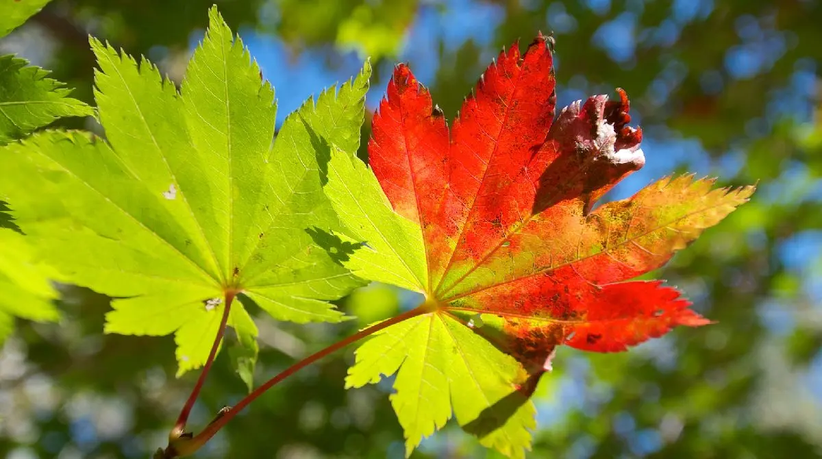 Why Do Leaves Change Color? The Journey of a North Texas Fall Leaf