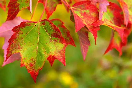 Fall Foliage and Climate Change
