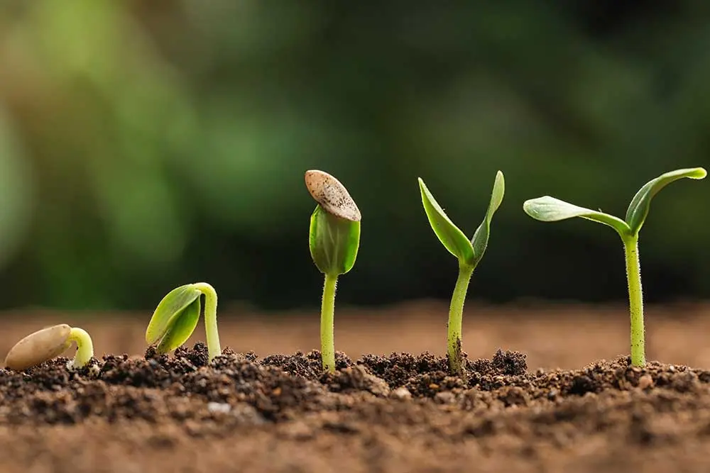 Seeds Not Germinating? 12 Causes + Fixes