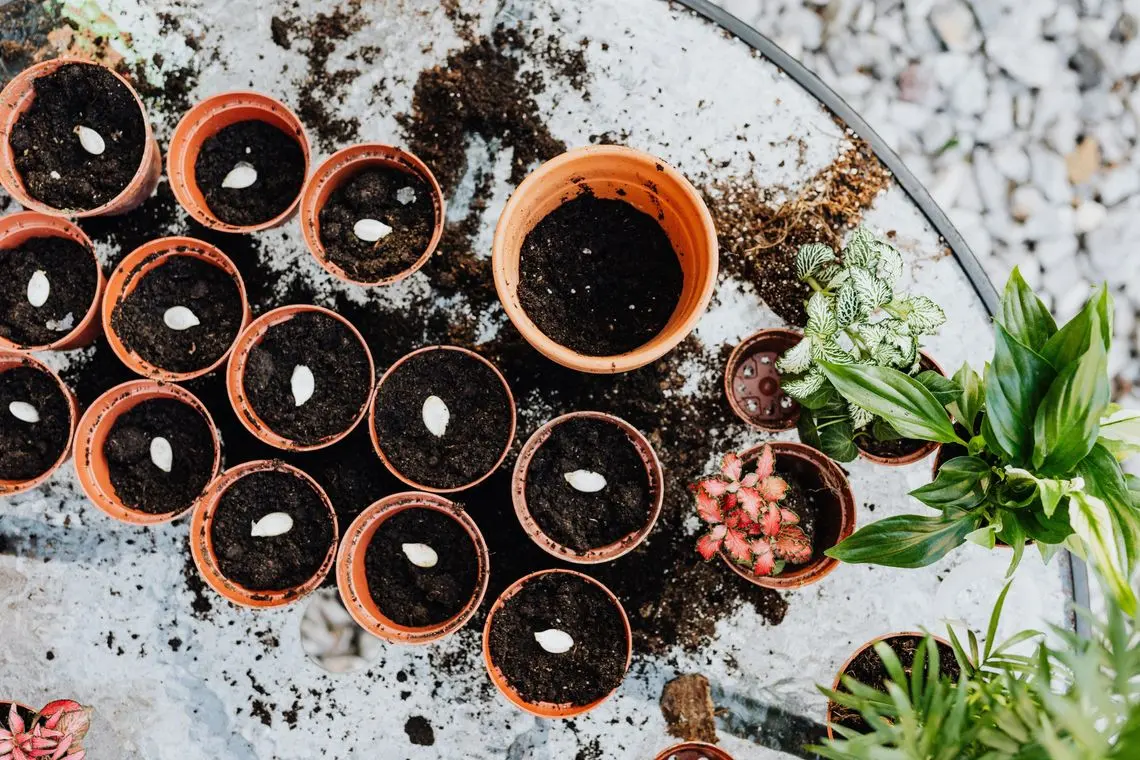 How to Grow Your Own Plants From Seed in 8 Simple Steps