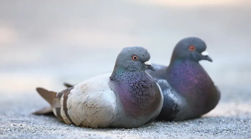 Where Do Pigeons Live? Exploring Their Urban Habitats