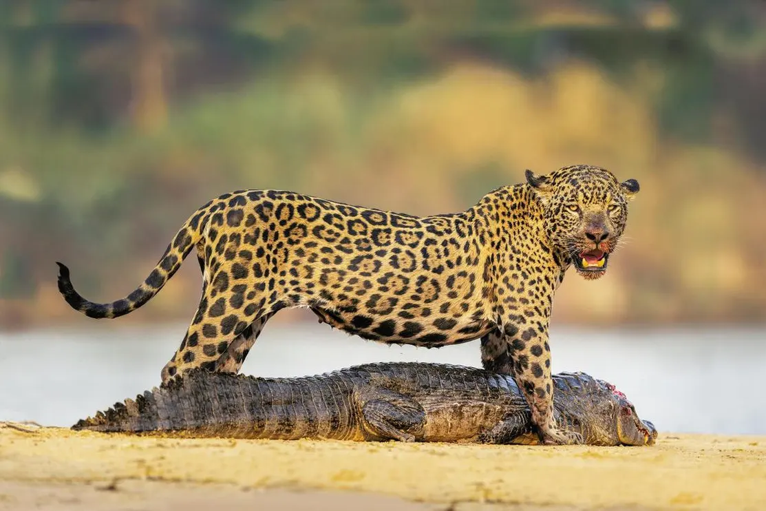 Wild Cats 101: Why Jaguars Hunt Caimans