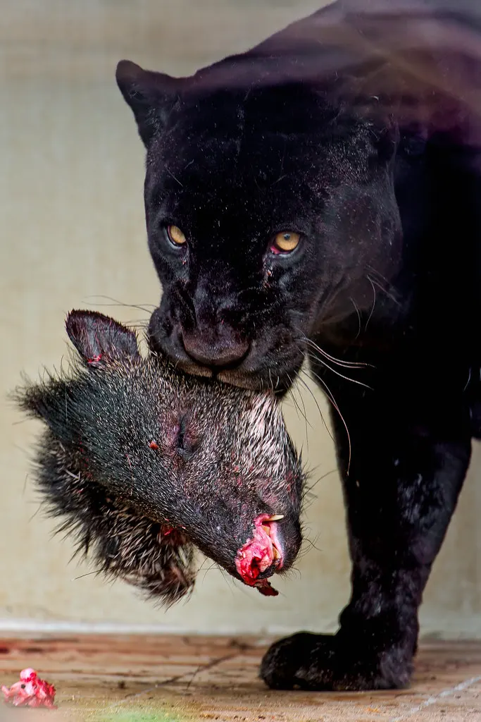 Jaguars eat — image 3