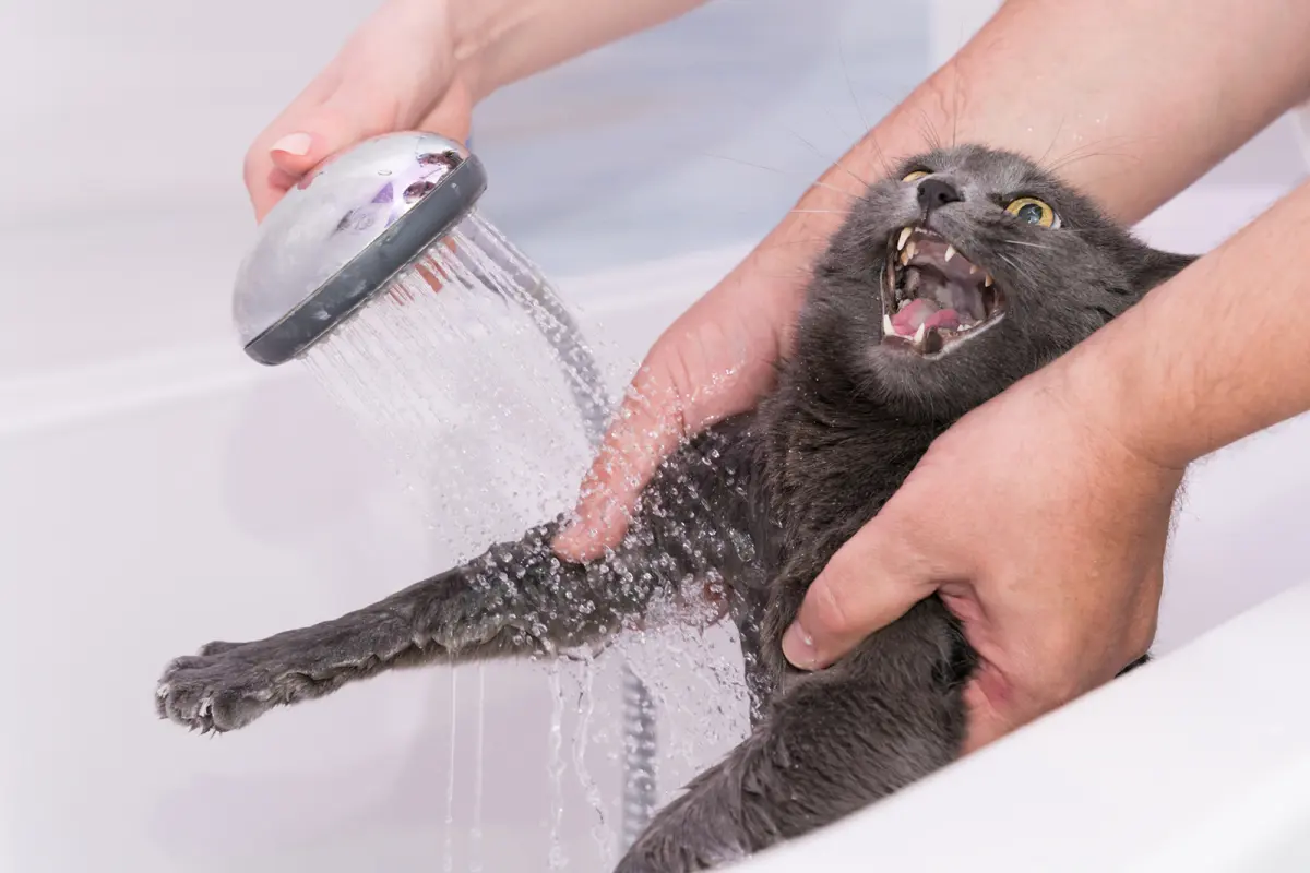 5 Reasons Why Cats Hate Water & How to Train Them to Like it