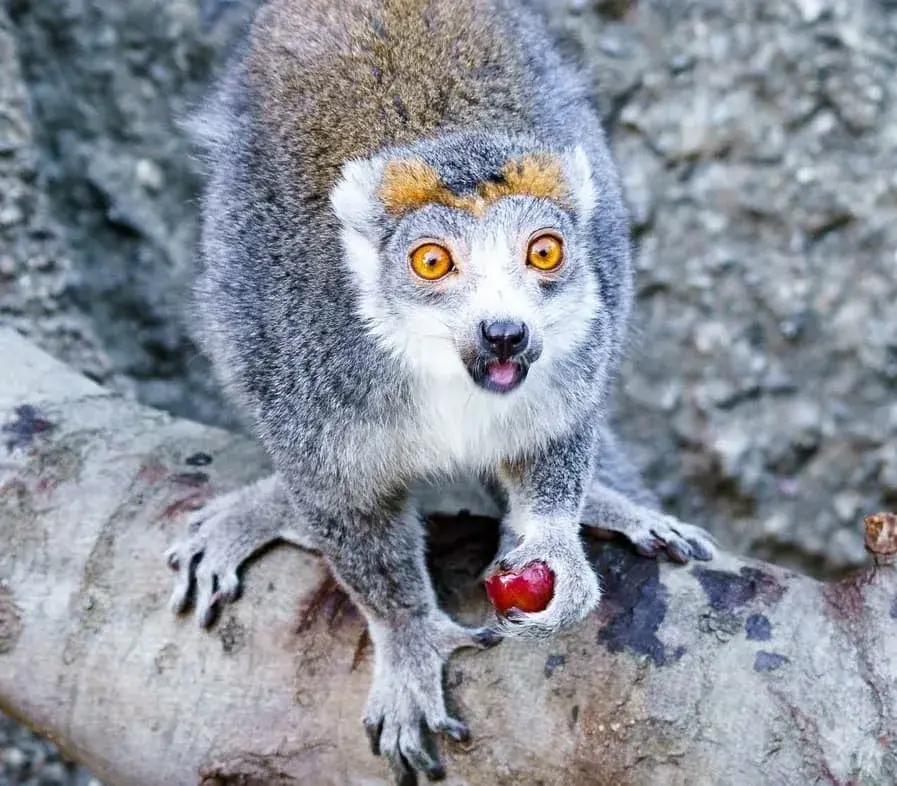 Lemurs live — image 2