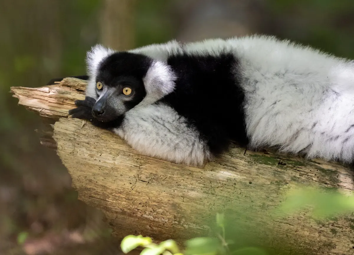 Lemurs live — image 3