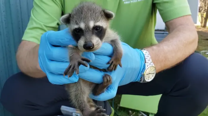How Can I Tell If A Raccoon Has Babies?