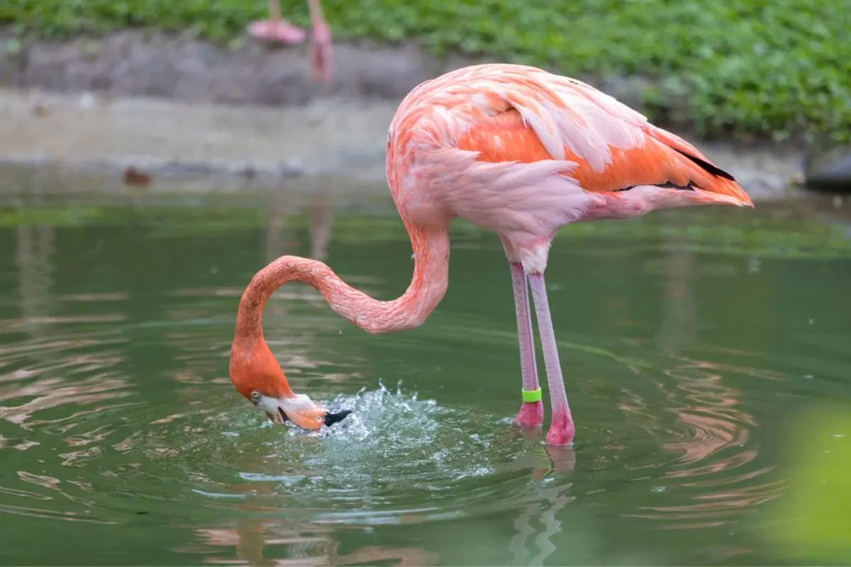 What Do Flamingos Eat?