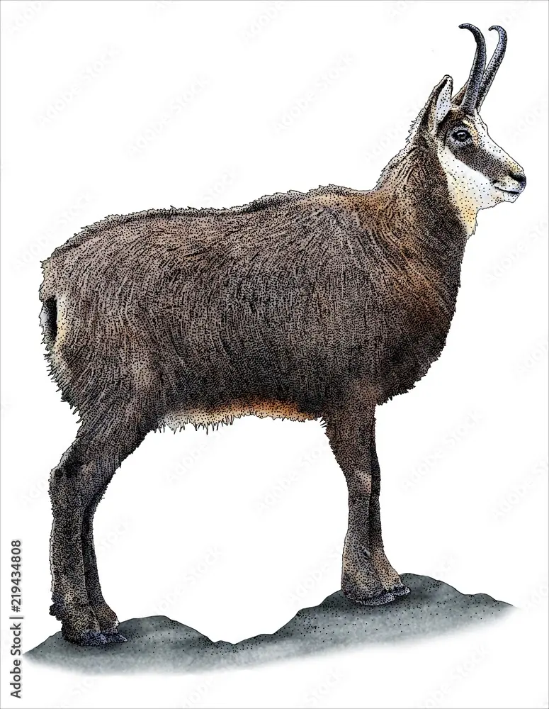 Poster, Print Drawing of an Alpine Chamois (Rupicapra rupicapra), 30x40 cm