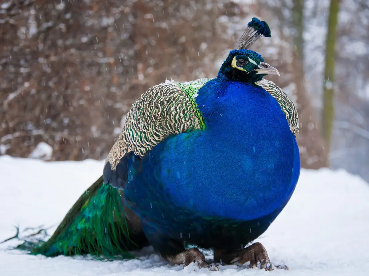 How Long Do Peacocks Live? (Peacock Lifespan)