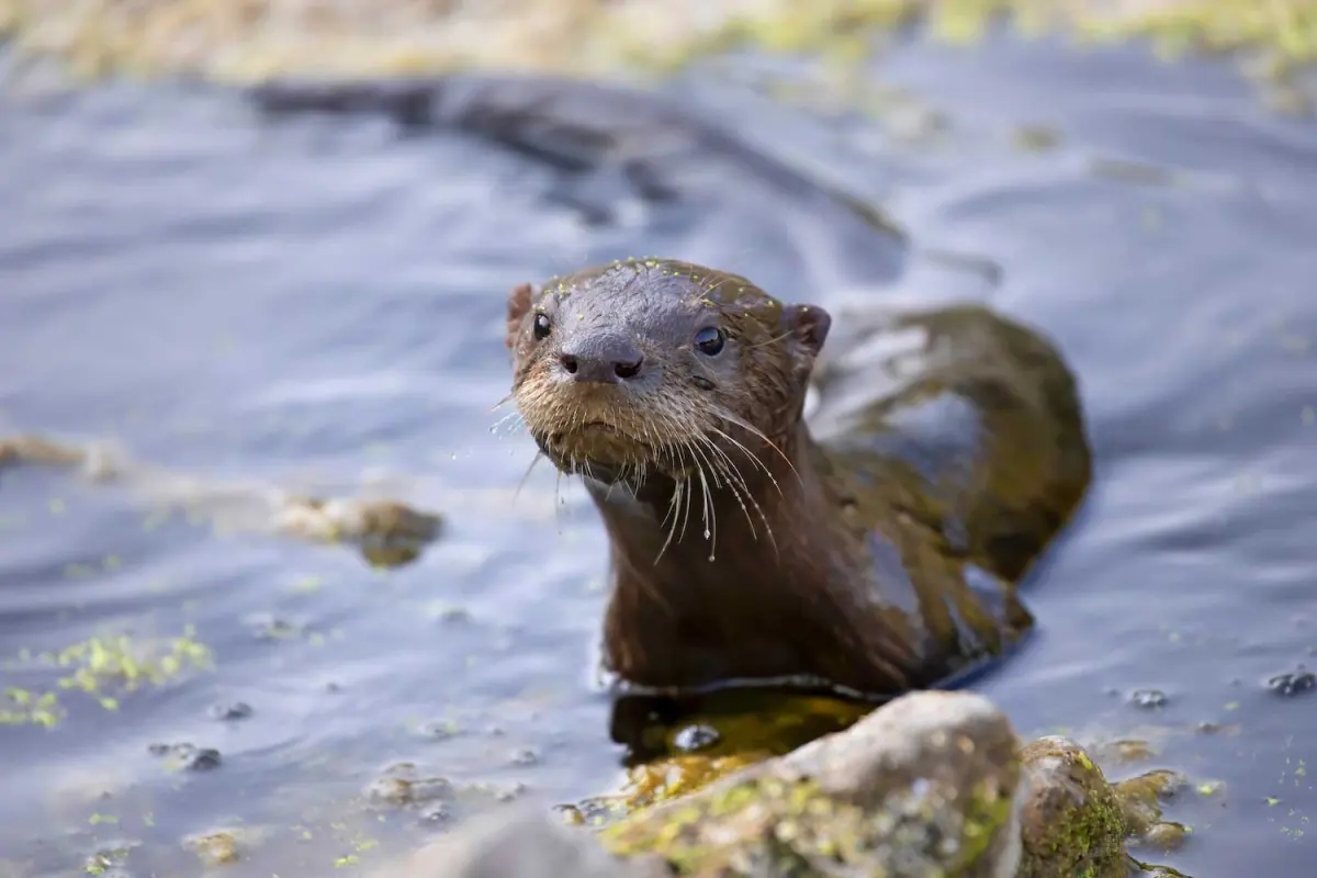 Five fun facts about those playful river otters