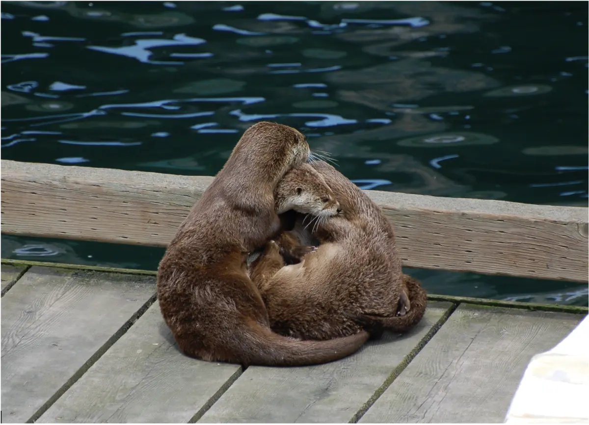 Marine-foraging river otters in the Salish Sea