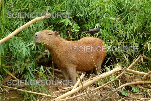 What do capybaras eat