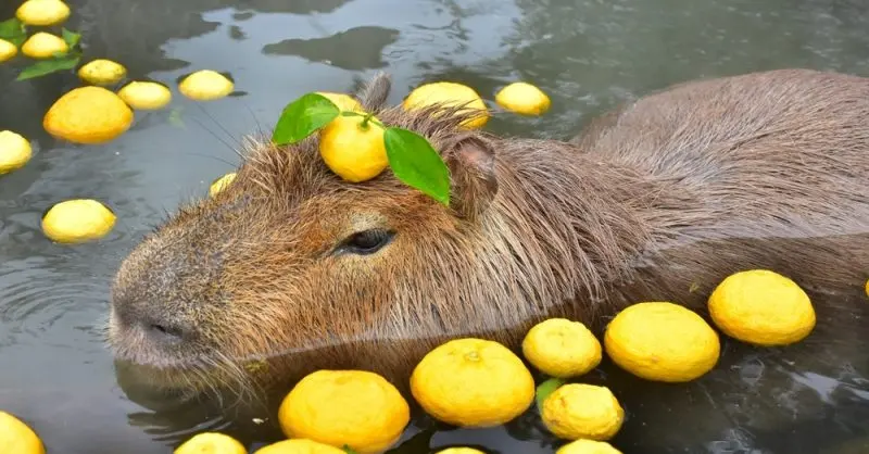 Capybaras eat — image 2