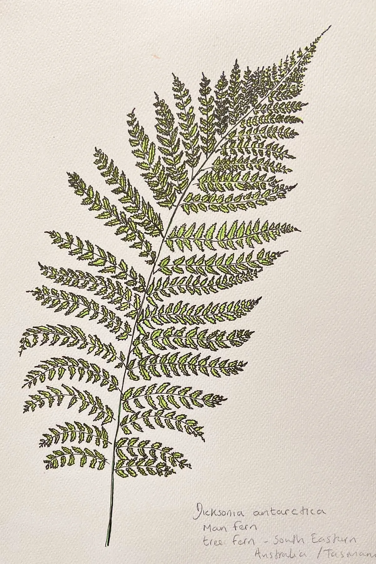 How to Draw a Fern and Create Your Botanical Garden Art