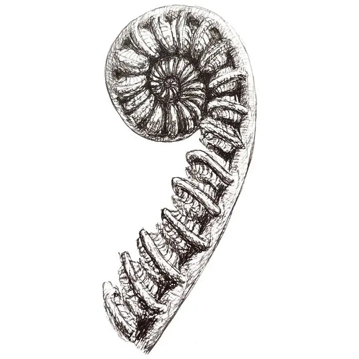 Draw fern — image 2