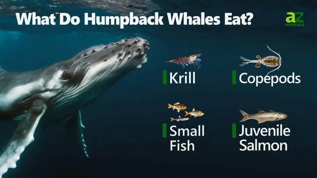 Humpback Whale Animal