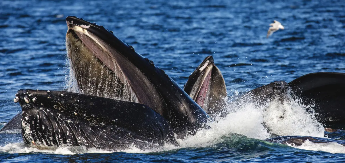 5 Fascinating Humpback Whale Feeding Strategies