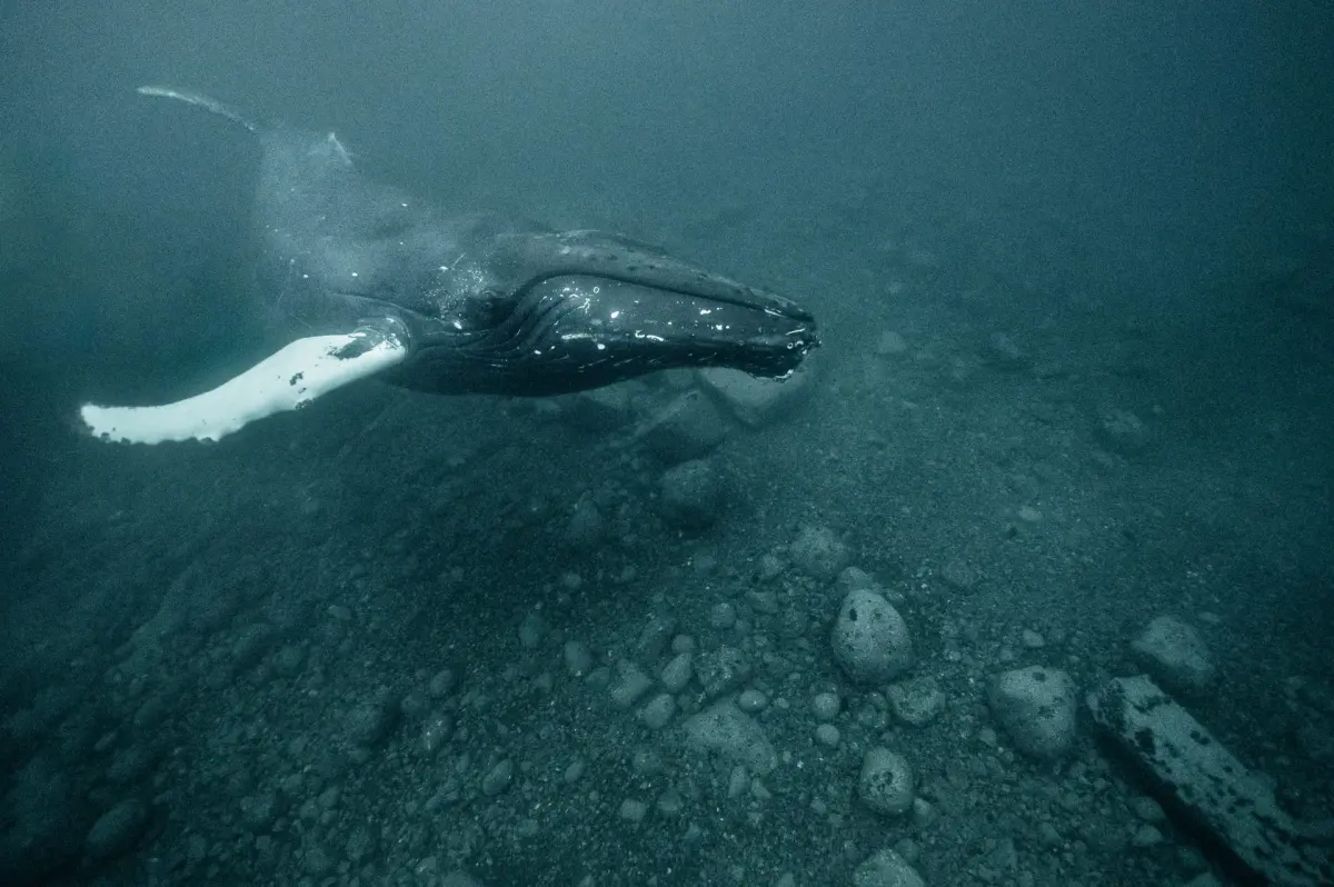 Shallow feast: Humpback whales feeding on herring