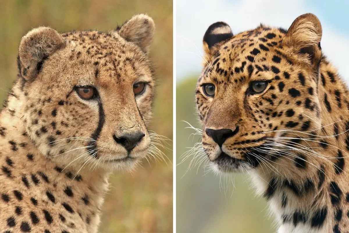 Cheetah vs Leopard