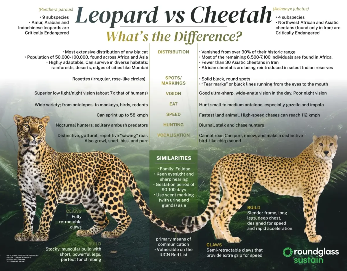 Leopard vs Cheetah: What's the Difference