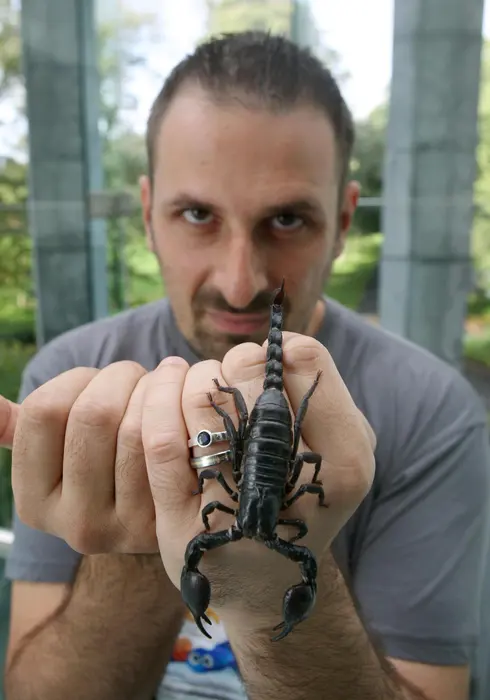 Big scorpions — image 2