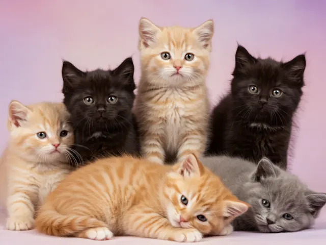 Why Do Cats Have Different Colored Kittens? Mystery Revealed