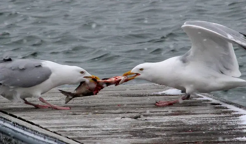 What do seagulls eat