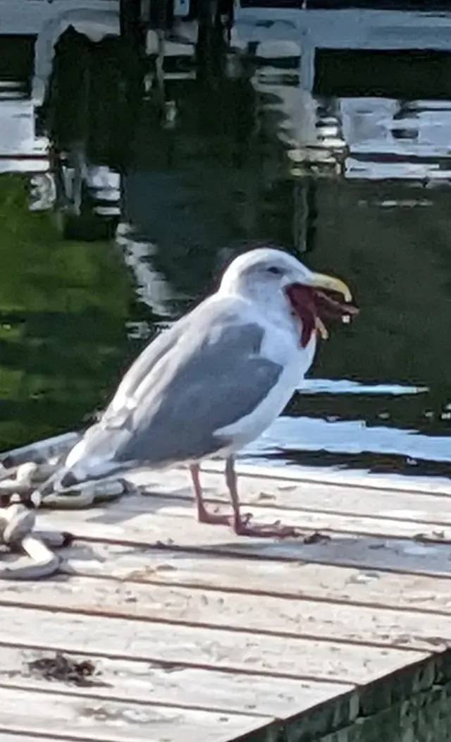 Does anyone else think it's super f'kd up that seagulls swallow starfish whole?