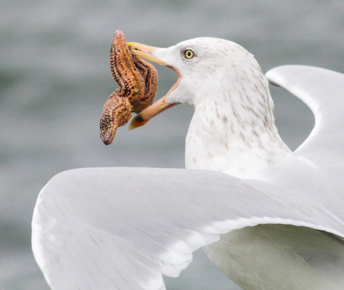 Have We All Missed the Point About Seagulls?