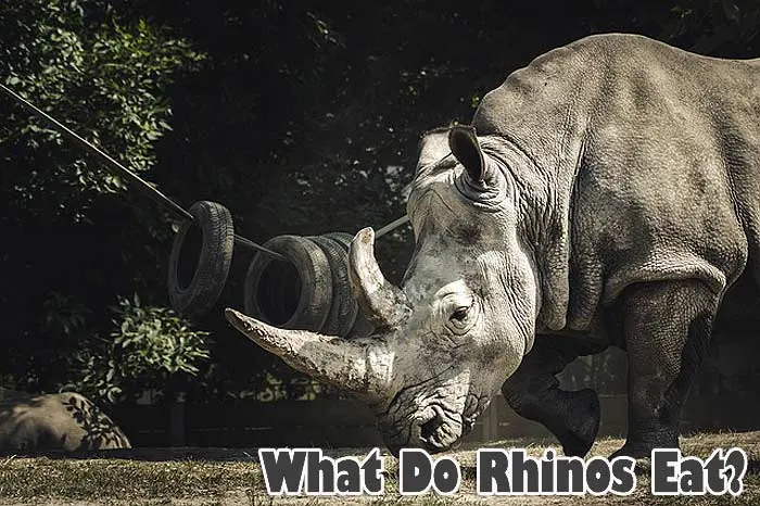 What Do Rhinos Eat?