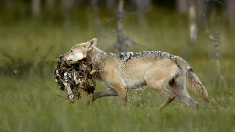 Wolves eat — image 2
