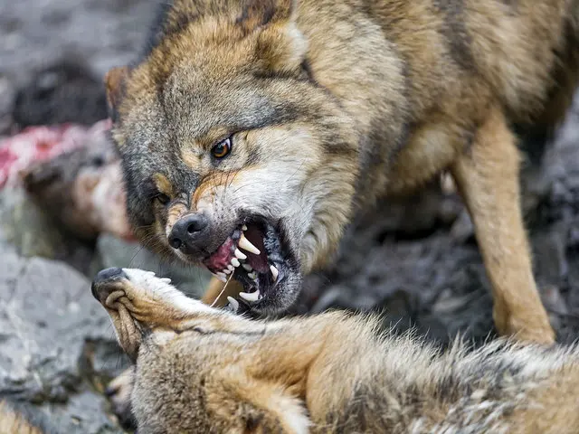 HSUS's America: Where Wolves Eat Family Pets?