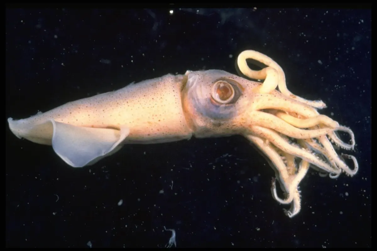Octopus, squid and cuttlefish