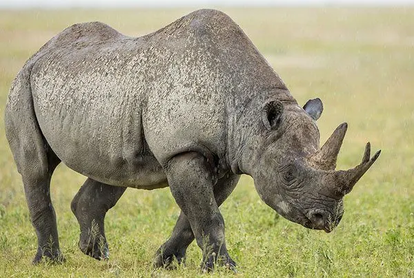 Are rhinos endangered