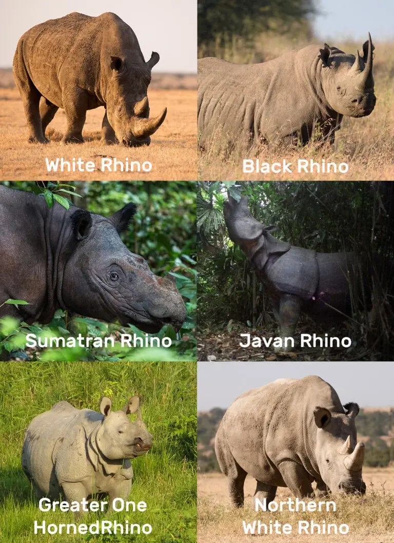 Why Rhinos are Endangered?
