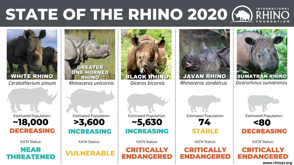 Rhinos endangered — image 3