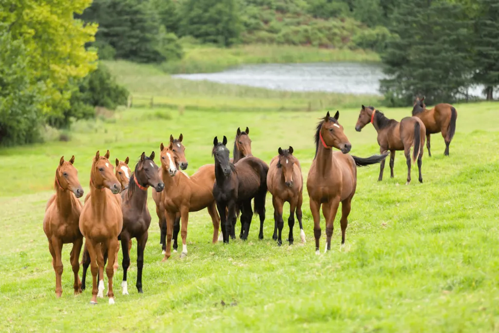 Groups of Horses: A Beginner's Guide to Herd Dynamics