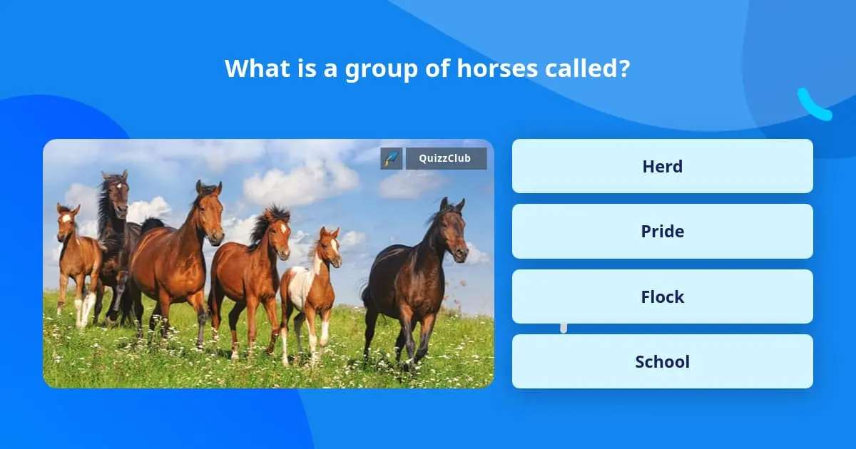 What is a group of horses called?
