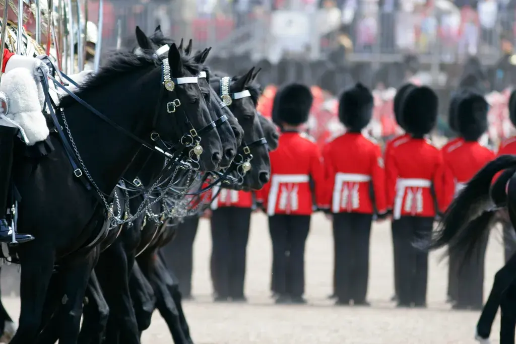 What is a group of horses called?