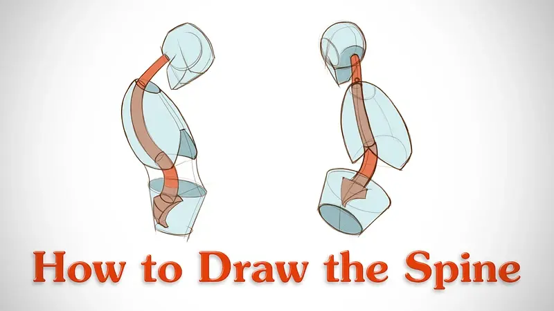 Draw spine — image 3