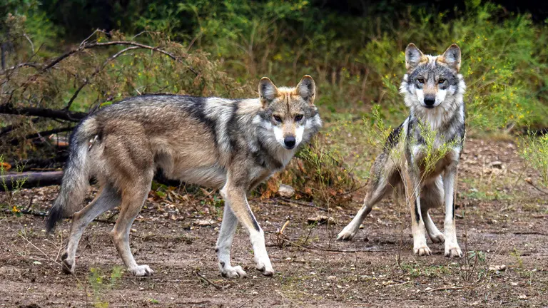 Wolves: Facts, Threats, & Conservation