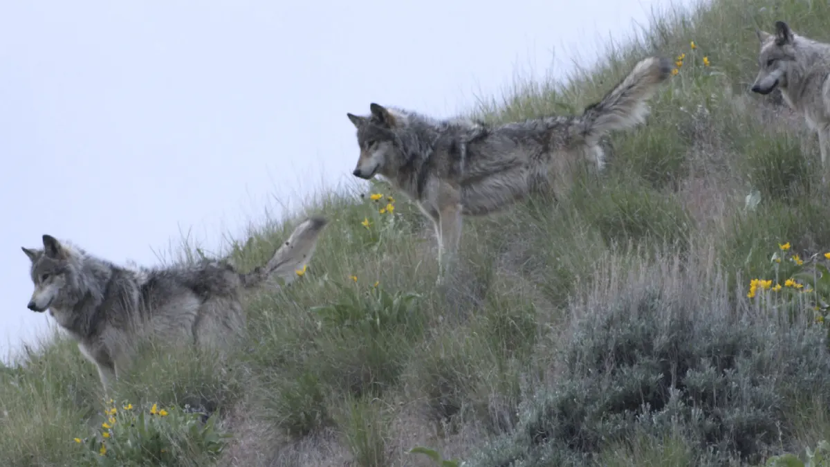 Wolves live — image 2