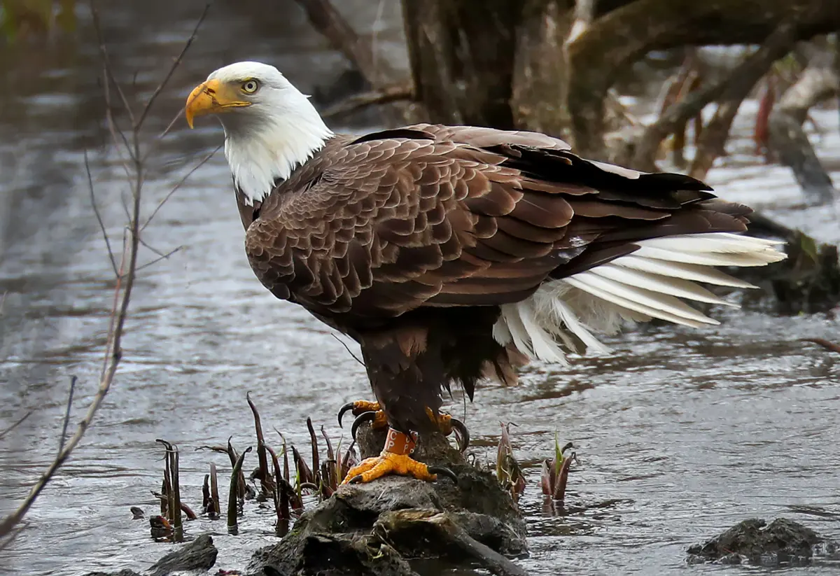 Bald eagles endangered — image 3