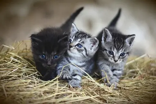 Baby animals