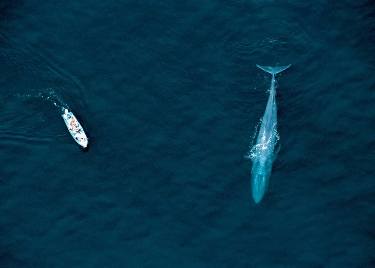 Blue whale