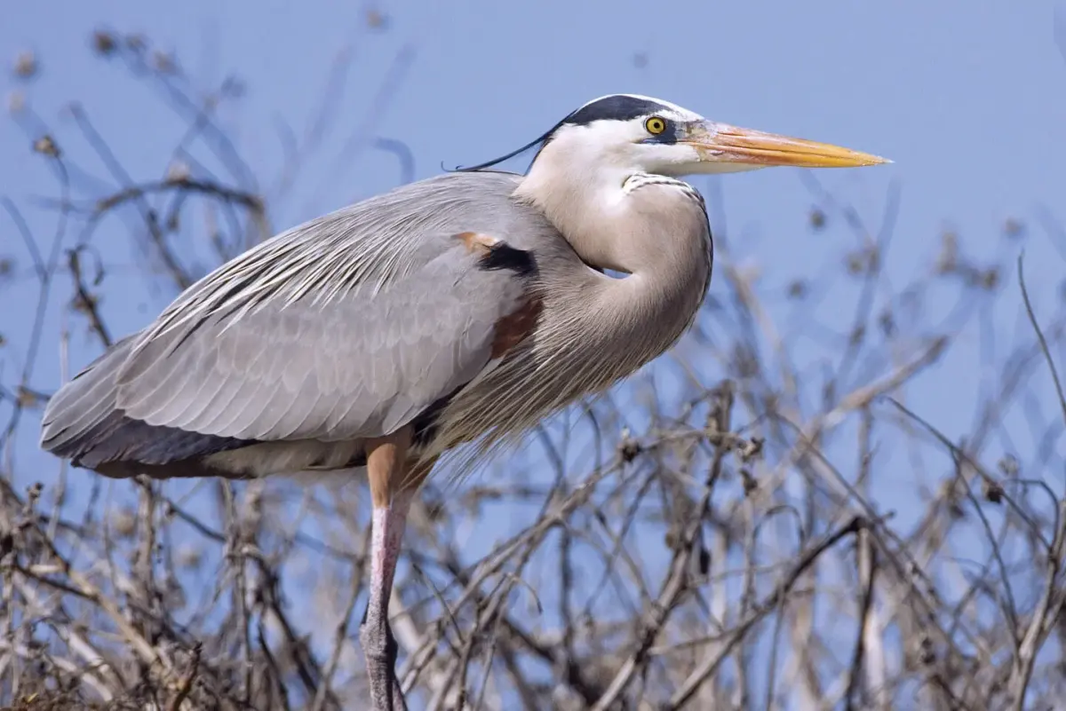 Where do herons live