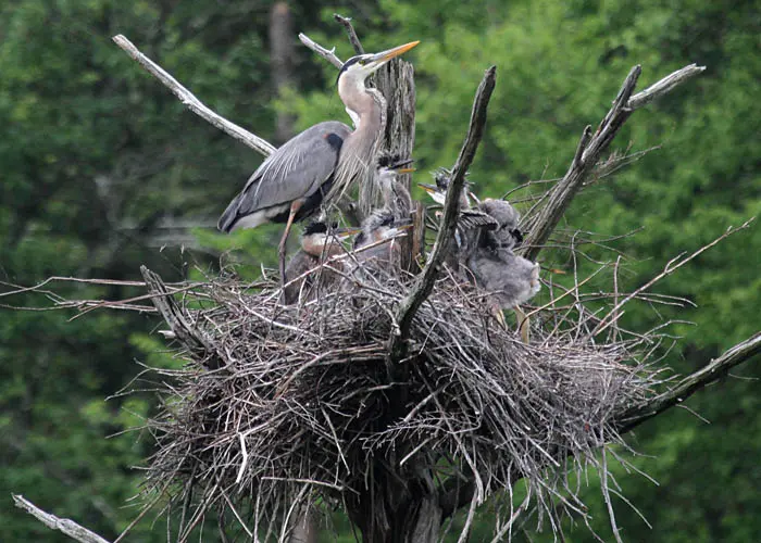 Great Blue Herons