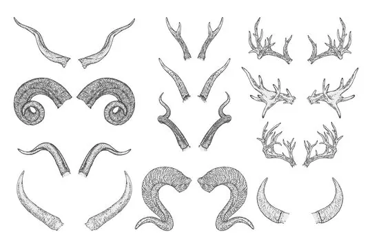 Horns Sketch